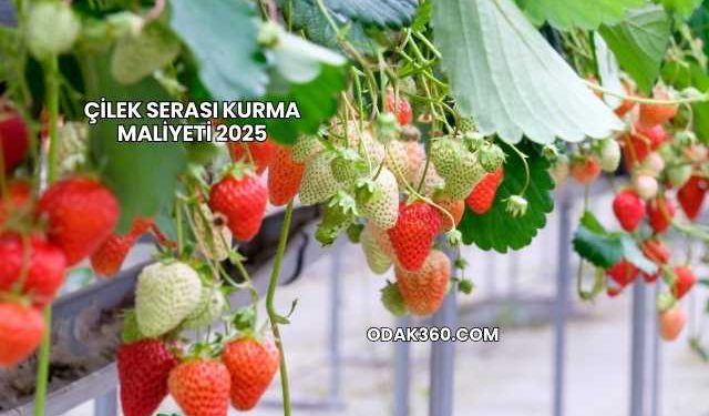 Çilek Serası Kurma Maliyeti 2025