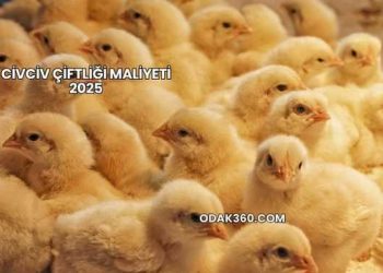 Civciv Çiftliği Maliyeti 2025