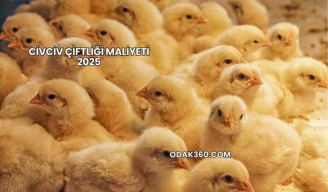 Civciv Çiftliği Maliyeti 2025