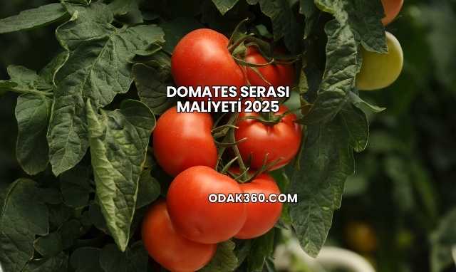 Domates Serası Maliyeti 2025