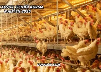 Etlik Tavuk Çiftliği Kurma Maliyeti 2025