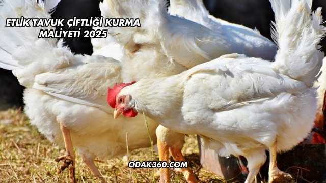 Etlik Tavuk Çiftliği Kurma Maliyeti 2025