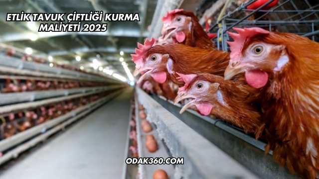 Etlik Tavuk Çiftliği Kurma Maliyeti 2025