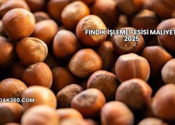 Fındık İşleme Tesisi Maliyeti 2025