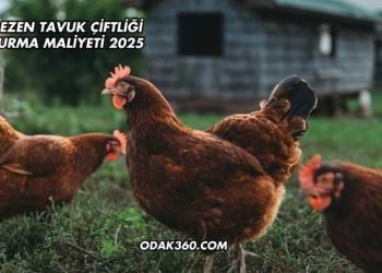 Gezen Tavuk Çiftliği Kurma Maliyeti 2025