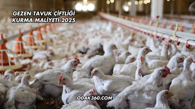 Gezen Tavuk Çiftliği Kurma Maliyeti 2025