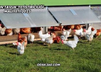 Gezen Tavuk Yetiştiriciliği Maliyeti 2025