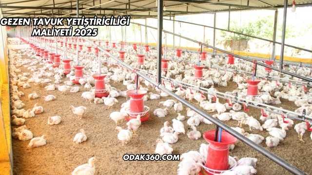 Gezen Tavuk Yetiştiriciliği Maliyeti 2025