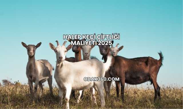Halep Keçi Çiftliği Maliyeti 2025