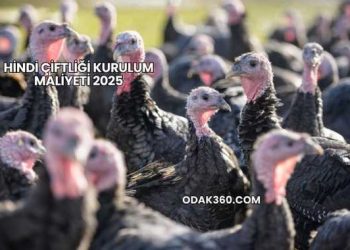 Hindi Çiftliği Kurulum Maliyeti 2025