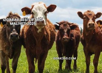 Izgaralı Besi Çiftliği Maliyeti 2025