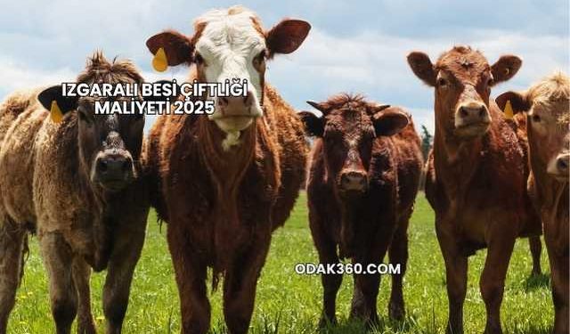 Izgaralı Besi Çiftliği Maliyeti 2025