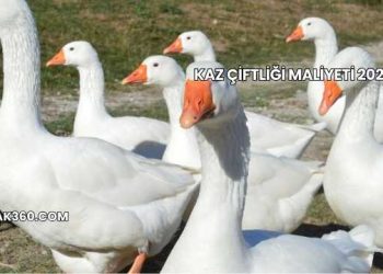 Kaz Çiftliği Maliyeti 2025