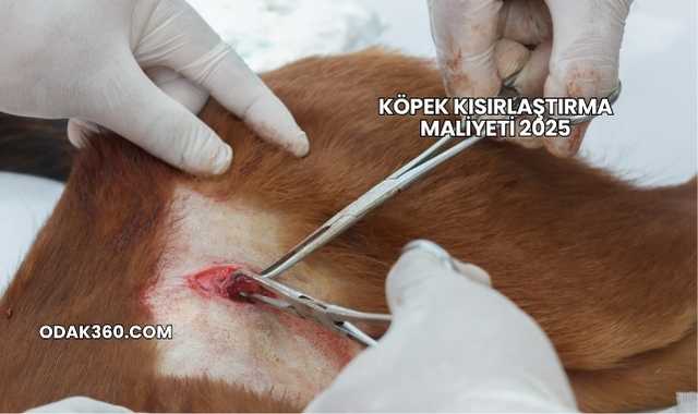 Köpek Kısırlaştırma Maliyeti 2025