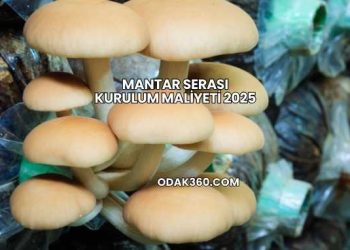 Mantar Serası Kurulum Maliyeti 2025