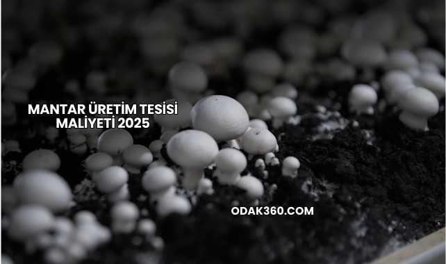 Mantar Üretim Tesisi Maliyeti 2025