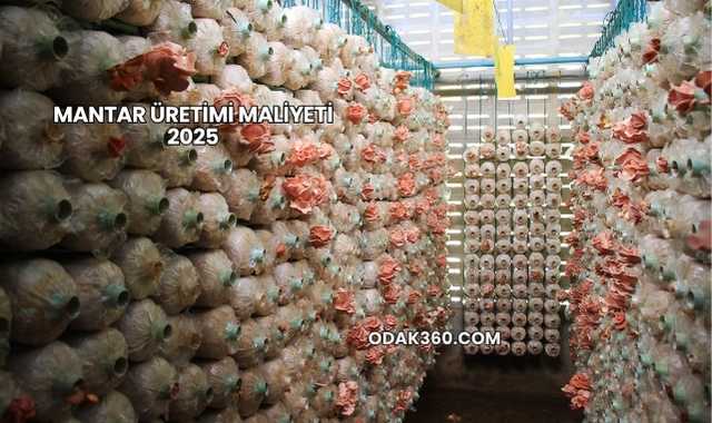 Mantar Üretimi Maliyeti 2025