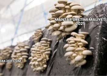 Mantar Üretimi Maliyeti 2025