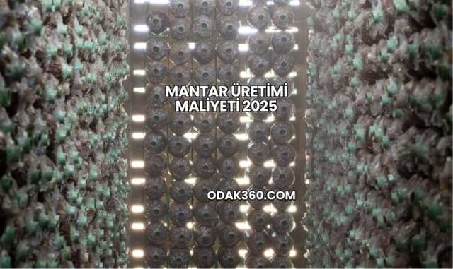 Mantar Üretimi Maliyeti 2025