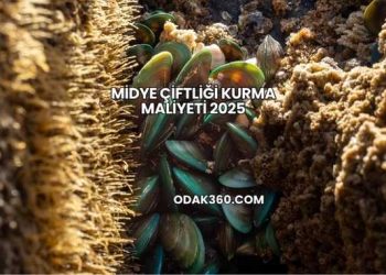 Midye Çiftliği Kurma Maliyeti 2025