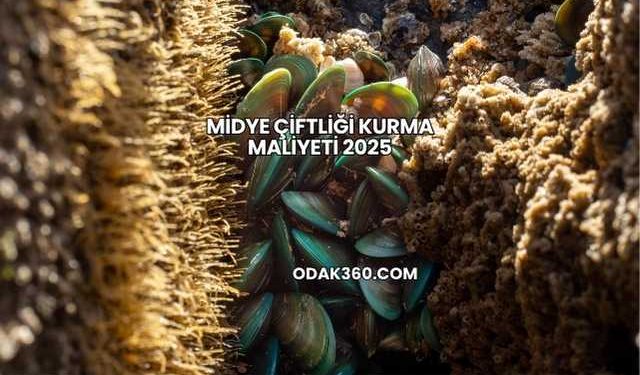 Midye Çiftliği Kurma Maliyeti 2025