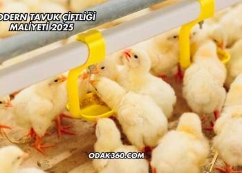 Modern Tavuk Çiftliği Maliyeti 2025