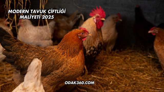 Modern Tavuk Çiftliği Maliyeti 2025