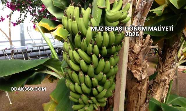 Muz Serası Dönüm Maliyeti 2025