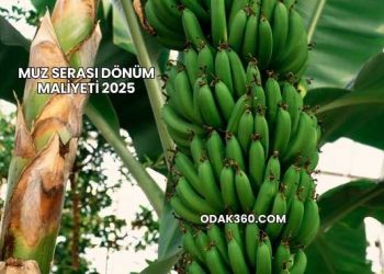 Muz Serası Dönüm Maliyeti 2025