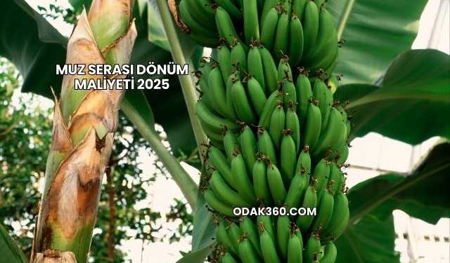 Muz Serası Dönüm Maliyeti 2025