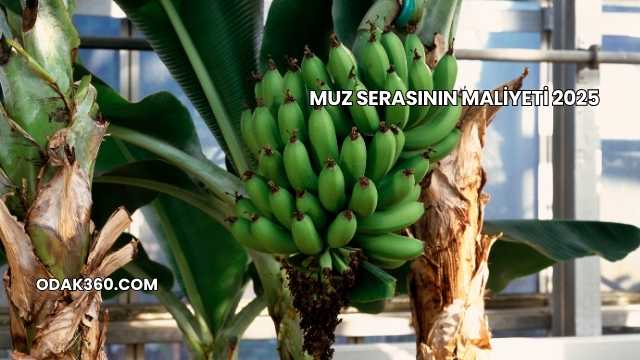 Muz Serasının Maliyeti 2025