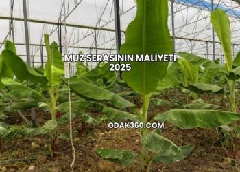 Muz Serasının Maliyeti 2025