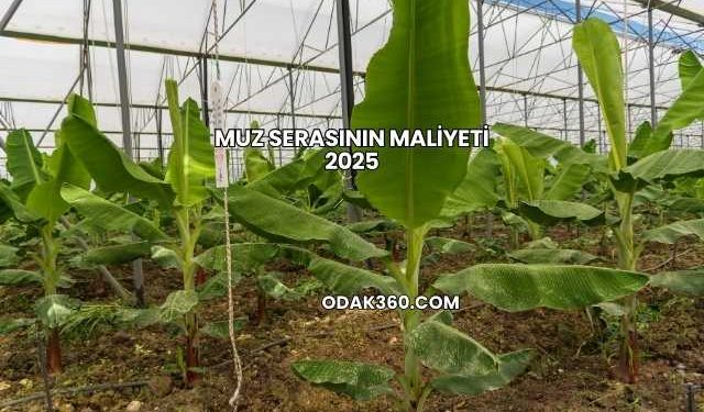 Muz Serasının Maliyeti 2025