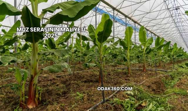 Muz Serasının Maliyeti 2025