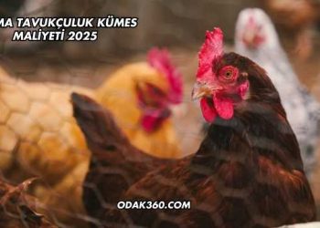Salma Tavukçuluk Kümes Maliyeti 2025