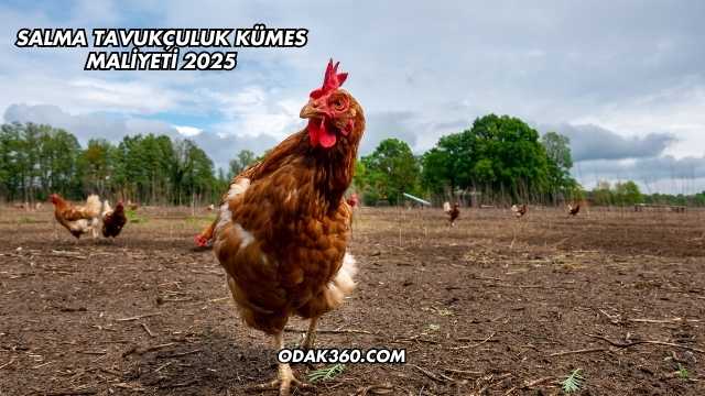 Salma Tavukçuluk Kümes Maliyeti 2025