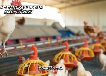 Salma Tavukçuluk Yem Maliyeti 2025
