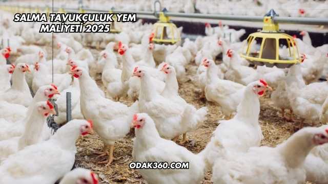 Salma Tavukçuluk Yem Maliyeti 2025