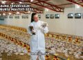 Salma Tavukçuluk Yumurta Maliyeti 2025