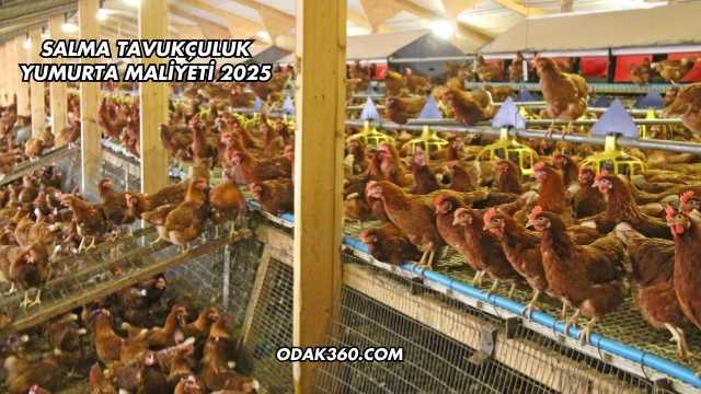 Salma Tavukçuluk Yumurta Maliyeti 2025