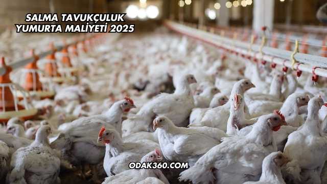 Salma Tavukçuluk Yumurta Maliyeti 2025
