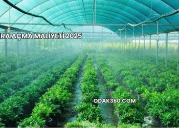 Sera Açma Maliyeti 2025