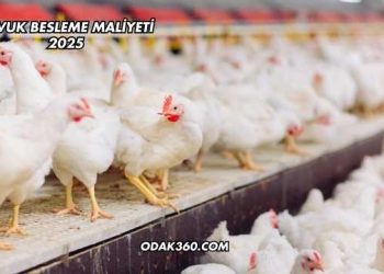 Tavuk Besleme Maliyeti 2025