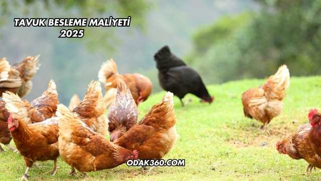 Tavuk Besleme Maliyeti 2025