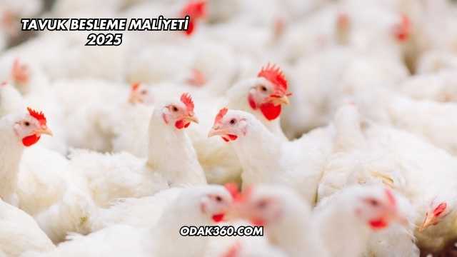 Tavuk Besleme Maliyeti 2025