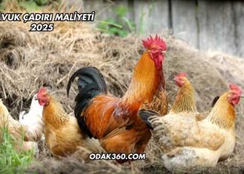 Tavuk Çadırı Maliyeti 2025