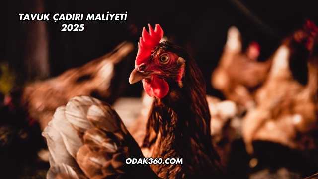 Tavuk Çadırı Maliyeti 2025