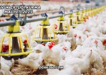 Tavuk Çiftliği Kurma Maliyeti 2025
