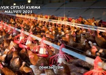 Tavuk Çiftliği Kurma Maliyeti 2025