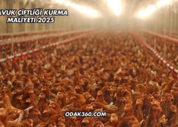 Tavuk Çiftliği Kurma Maliyeti 2025